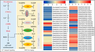 Integrated transcriptome and metabolome analysis unveil the response mechanism in wild rice (Zizania latifolia griseb.) against sheath rot infection